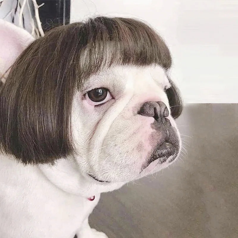 Pet Wigs Dog Wigs Pet Supplies Halloween Pet Accessories Curly Hair Straight Hair Cat Wigs